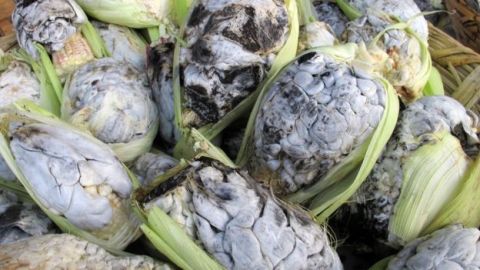 El huitlacoche es popularmente nombrado como "el caviar mexicano".