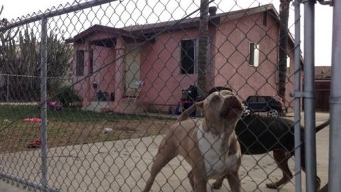 Perro Pitbull