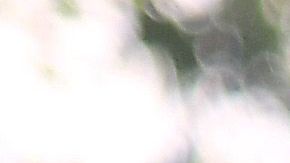 El refuerzo del LA Galaxy, Javier 'Chicharito' Hernández será uno de los focos de atención en esta campaña.