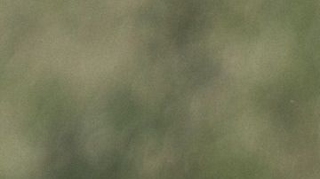 Los canes necesitan estimular su cerebro y divertirse mediante juegos.