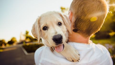 Los animales de compañía deben tener cuidado ante el efecto negativo de la radiación solar