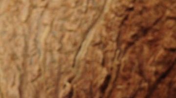 El aceite de coco es un ingrediente versátil que beneficia la salud del corazón.