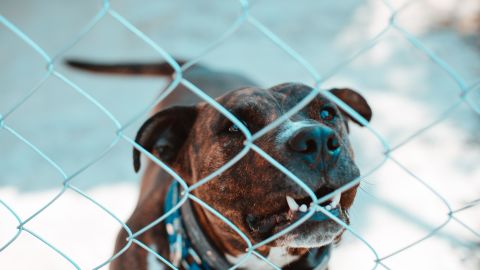 El perro al que mataron era un pitbull. (Archivo)