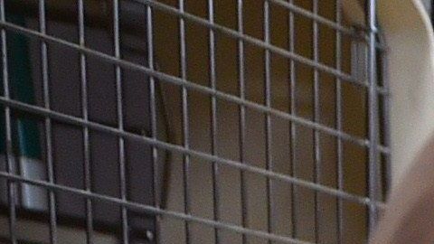 Los pañales caninos son muy útiles para cachorros aprendices, hembras en celo, perros discapacitados y canes de edad avanzada .