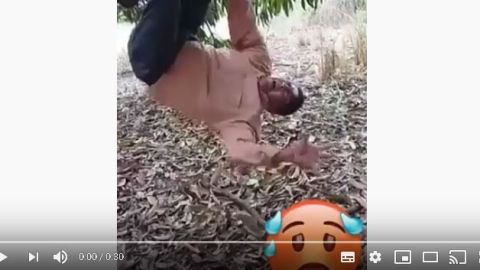 El pastor se cuelga de un árbol, como si fuera un murciélago.