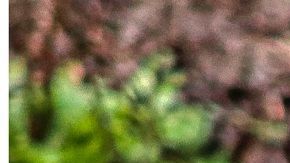 Yuki es el perro lobo que ha causado sensación en las redes sociales.