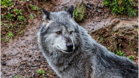 Yuki es el perro lobo que ha causado sensación en las redes sociales.