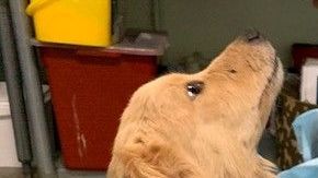 Los perritos fueron rescatados y ahora están a listos para adopción.