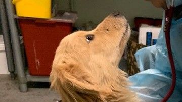 Los perritos fueron rescatados y ahora están a listos para adopción.