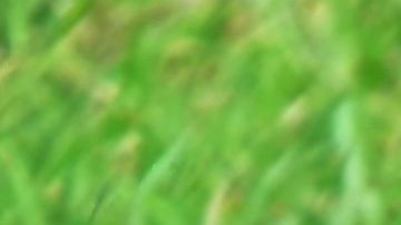 Los perros comen pasto por un comportamiento instintivo.