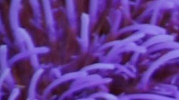 Los vegetales crucíferos se destacan por su contenido en indol, al que se le atribuyen grandes propiedades antioxidantes.