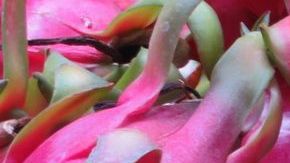 El consumo de pitahaya mejora el perfil lipídico y regula la presión arterial.