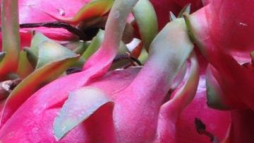 El consumo de pitahaya mejora el perfil lipídico y regula la presión arterial.