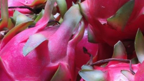 El consumo de pitahaya mejora el perfil lipídico y regula la presión arterial.
