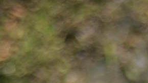 Rowan Baxter tenía 42 años.