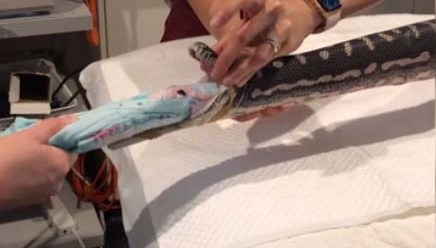 Serpiente piton