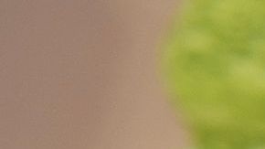 shutterstock_100537837