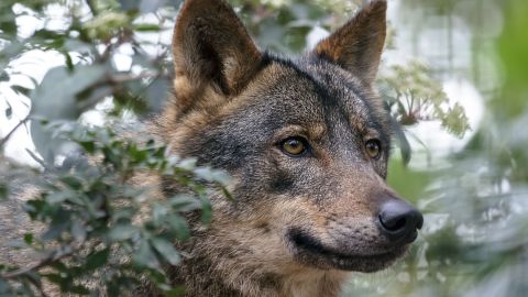 La perra tenía más aspecto de lobo.