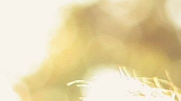 Siempre sentirán mayor empatía por este hijo.