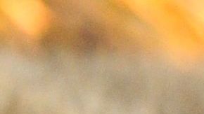 El cachorro tenía pocas posibilidades de sobrevivir.