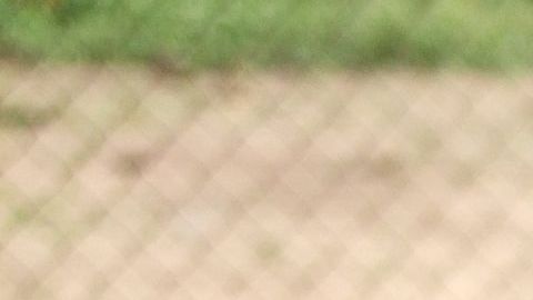 Los pangolines están amenazados por la caza furtiva.