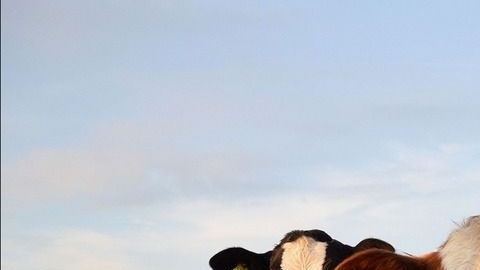 Vacas-ganado-Pxhere