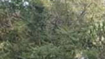 Golpe al CJNG y el Mencho, les quitan uno de sus "juguetitos" para matar