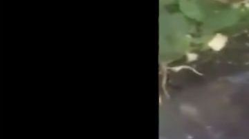 VIDEO: Grupo Árabe del CJNG interroga y ejecuta sin compasión a uno de Cártel de los Viagras