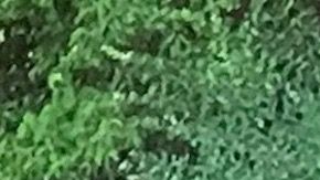 La mayoría de los habitantes de Comachuén son trabajadores temporales en EEUU.