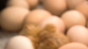 Se están buscando alternativas para no sacrificar a los pollos machos.