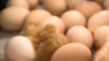 Se están buscando alternativas para no sacrificar a los pollos machos.