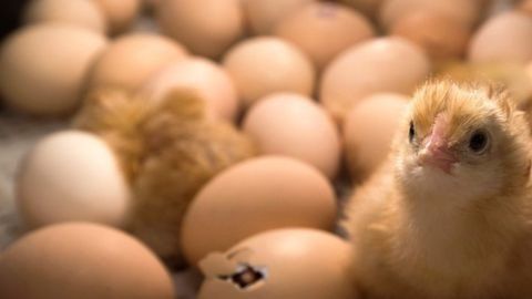 Se están buscando alternativas para no sacrificar a los pollos machos.