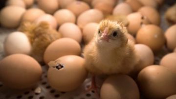 Se están buscando alternativas para no sacrificar a los pollos machos.