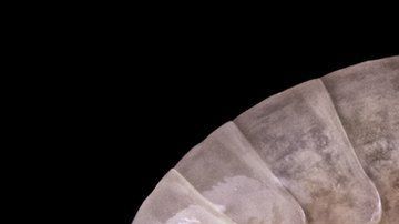 El Eurythenes plasticus es una muestra de nuestro manejo inadecuado de los residuos plásticos.