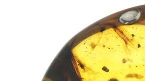 El ámbar preservó el fósil del 'Oculudentavis khaungraae' durante 99 millones de años.