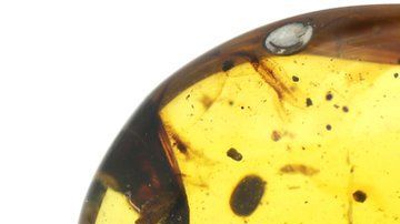 El ámbar preservó el fósil del 'Oculudentavis khaungraae' durante 99 millones de años.