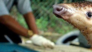 Los pangolines son los mamíferos que con frecuencia se trafican ilegalmente.