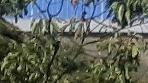 Según el integrante del comité, aún se analizan los detalles para acordar la nueva fecha.