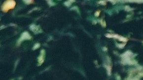 5 destinos para aquellos amantes de los animales
*Foto: Nick Karvounis vía Unsplash