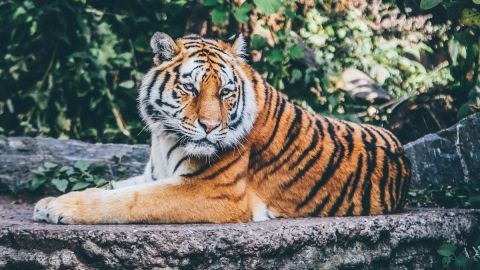 5 destinos para aquellos amantes de los animales
*Foto: Nick Karvounis vía Unsplash