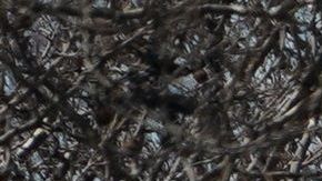 El 56% de los casos están apareciendo en Nueva York.