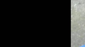 La planta era falsa.