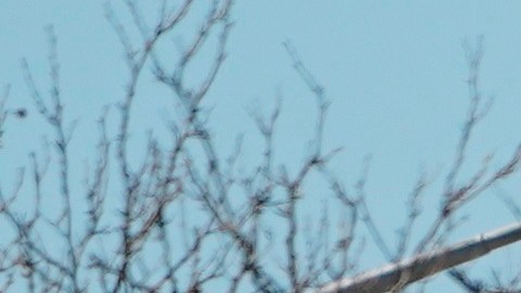 Nueva York es el estado más golpeado por el coronavirus.