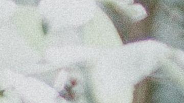 Ellos son los signos más caballerosos.