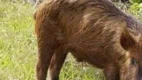 Los cerdos salvajes en Texas.