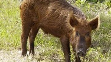 Los cerdos salvajes en Texas.