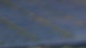 Las llantas de un auto resultan un verdadero paraíso para los caninos y una oportunidad de llegar a lugares recónditos.