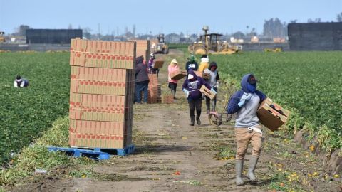 Agricultores en Oxnard, California.