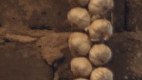 Los cactus y suculentas se hicieron tan populares un tiempo que ahora ya pasaron de moda.