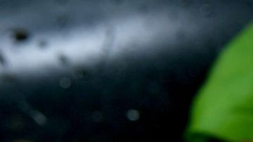 Carne-filete-Shutterbug75-Pixabay